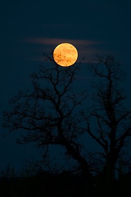 Täiskuu - hundid uluvad