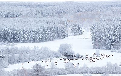 Veised söövad lund