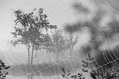 Raba läbi ämblikuvõrgu