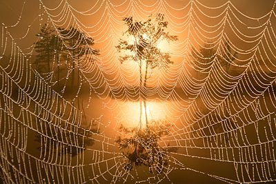 Raba läbi ämblikuvõrgu