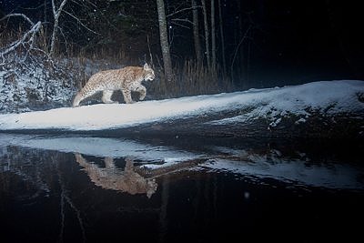 Ilvesekutsikas ületab jõge