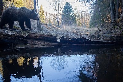Minu esimene karu pilt