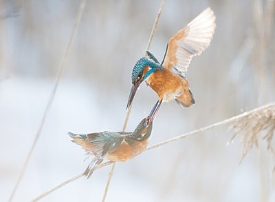 Jäälinnud kaklevad