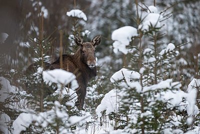 Aasta loom 2025 – põder